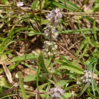 Platostoma menthoides (L.) A.J.Paton